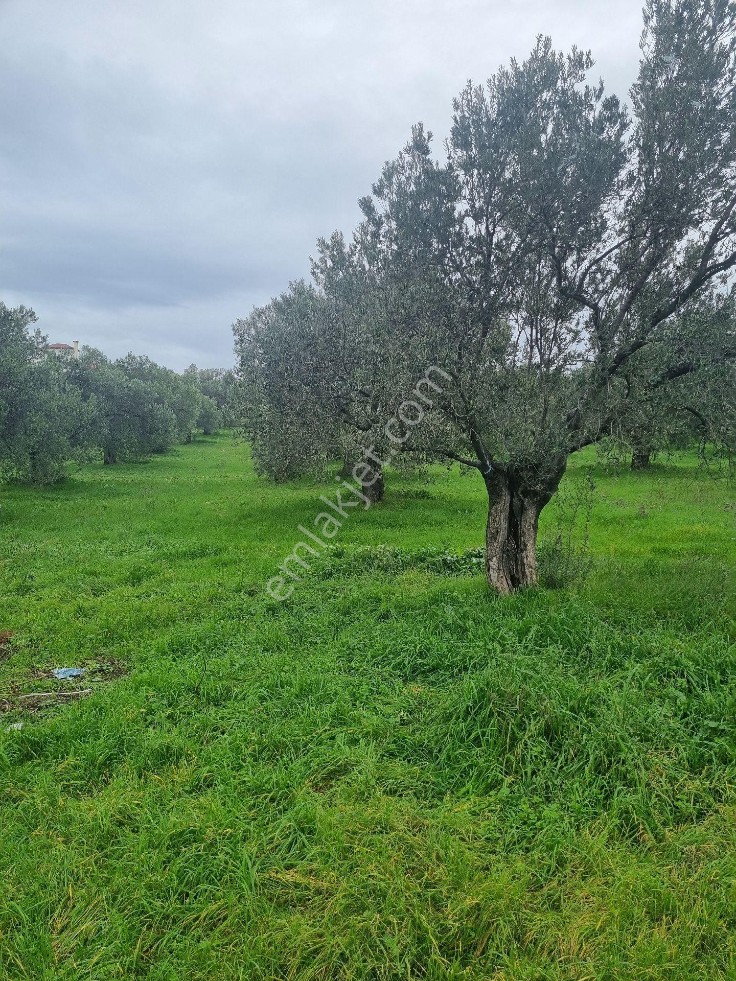 Premar Ayvada'dan Gömeç Karaağaç Sahil'de Villa İmarlı Arsalar - Görsel 5