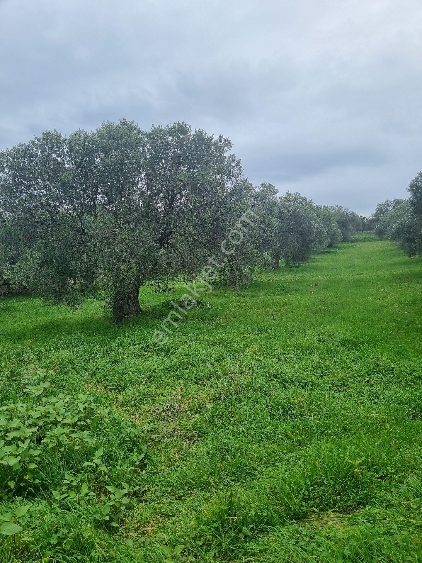 Premar Ayvada'dan Gömeç Karaağaç Sahil'de Villa İmarlı Arsalar - Görsel 9