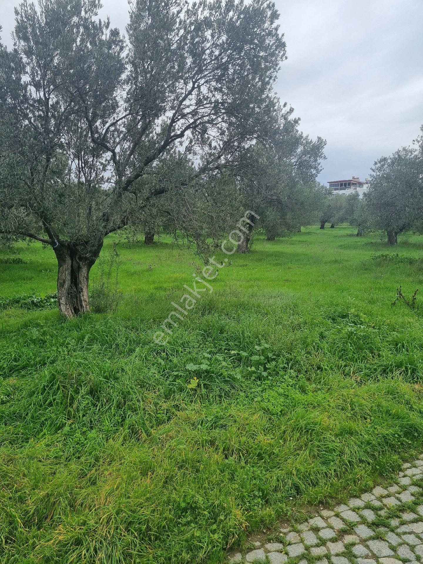 Premar Ayvada'dan Gömeç Karaağaç Sahil'de Villa İmarlı Arsalar - Görsel 4