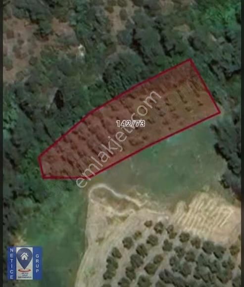 Bursa Mudanya İpekyayla Yatırımlık Zeytinlik