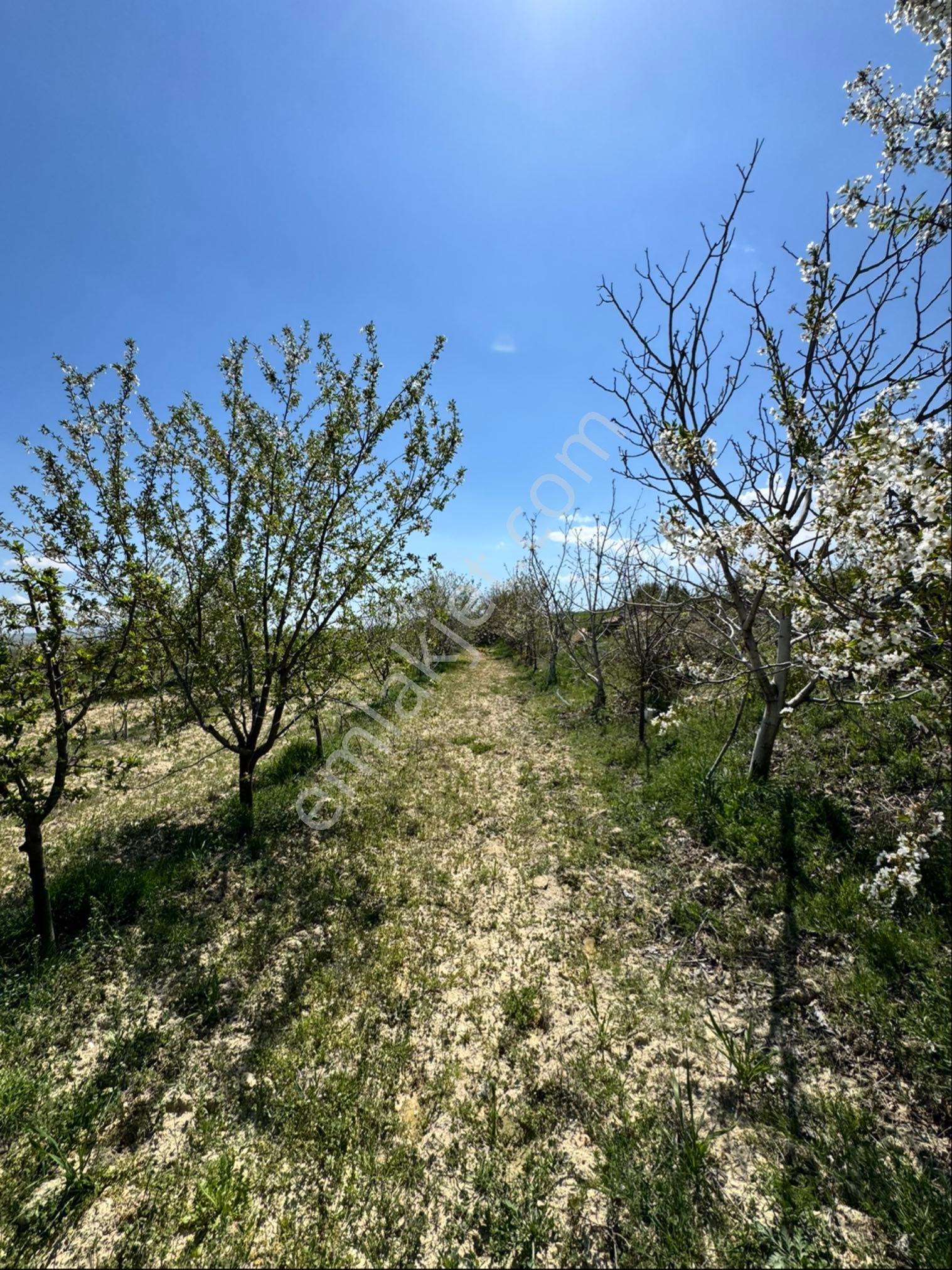 Yatırımlık, Çok Amaçlı Bahçe - Görsel 3