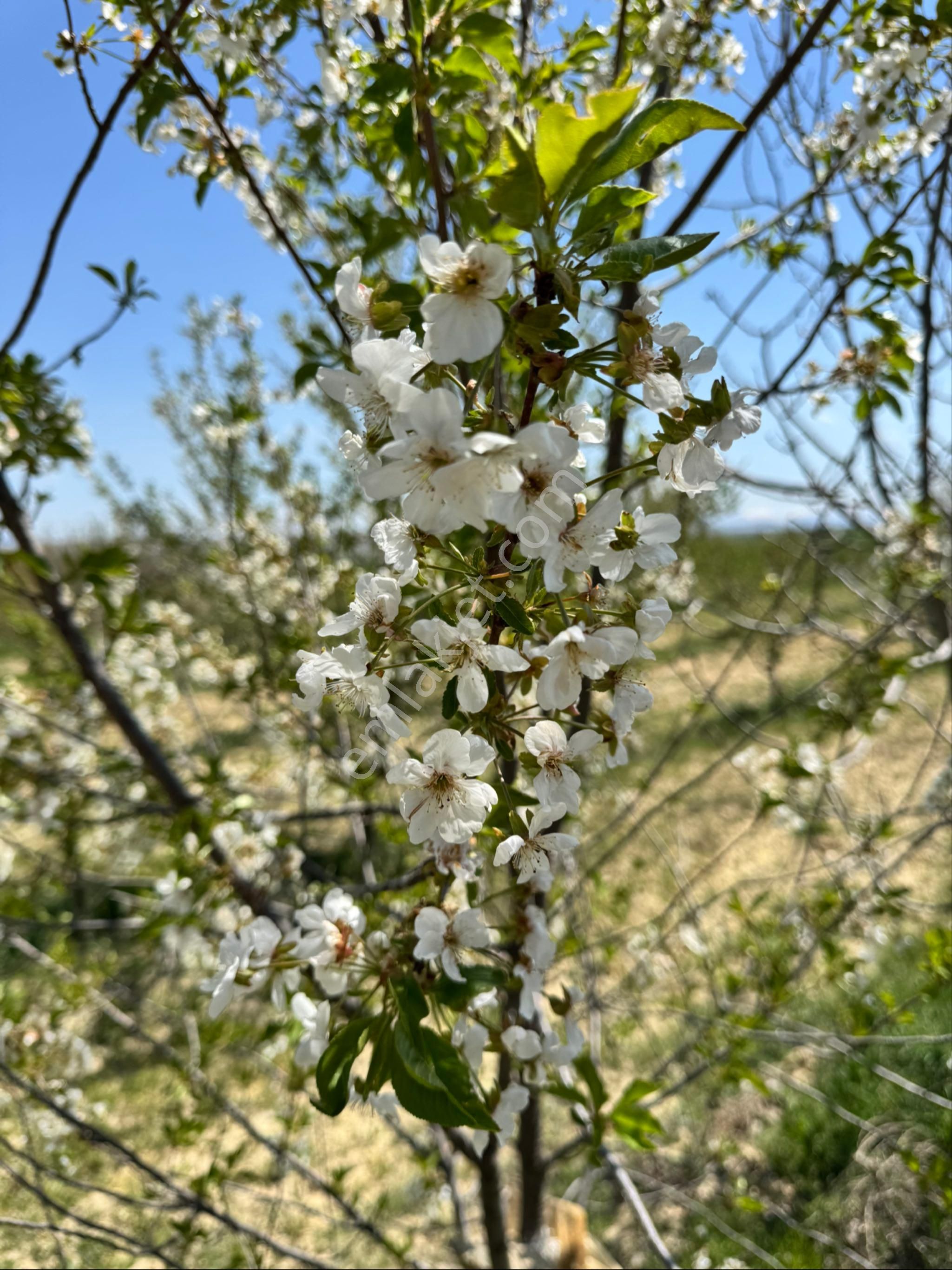 Yatırımlık, Çok Amaçlı Bahçe - Görsel 4