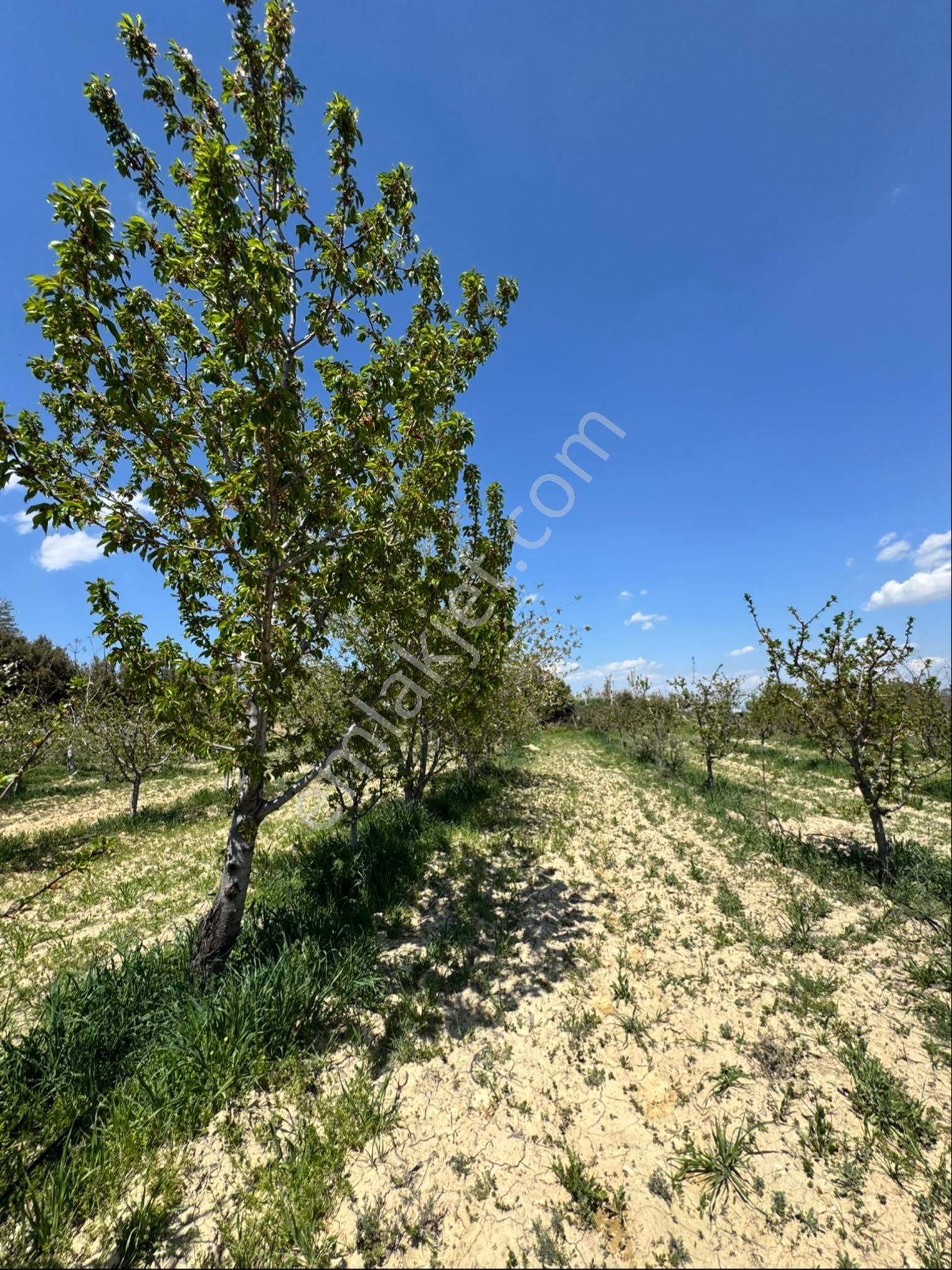 Yatırımlık, Çok Amaçlı Bahçe - Görsel 5