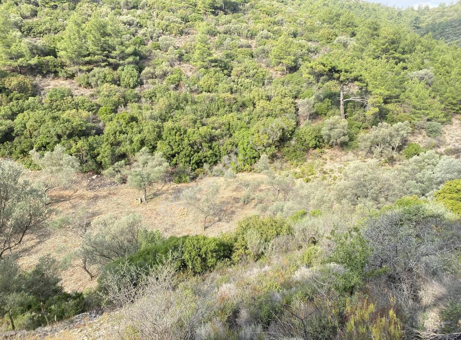 Bodrum Kızılağaç'ta Satılık 15.000 M² Müstakil Yatırımlık Tarla - Görsel 9