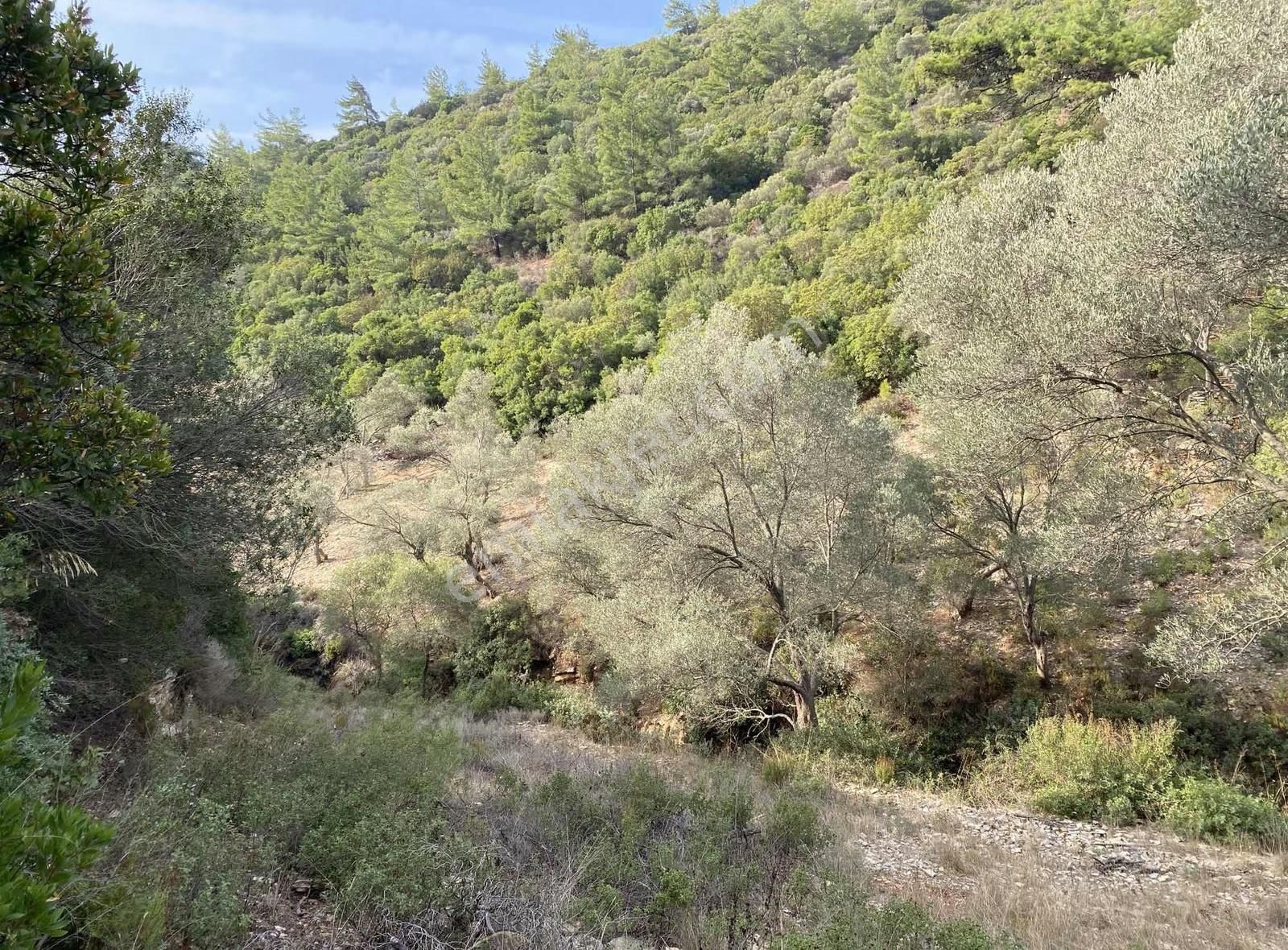 Bodrum Kızılağaç'ta Satılık 15.000 M² Müstakil Yatırımlık Tarla - Görsel 5