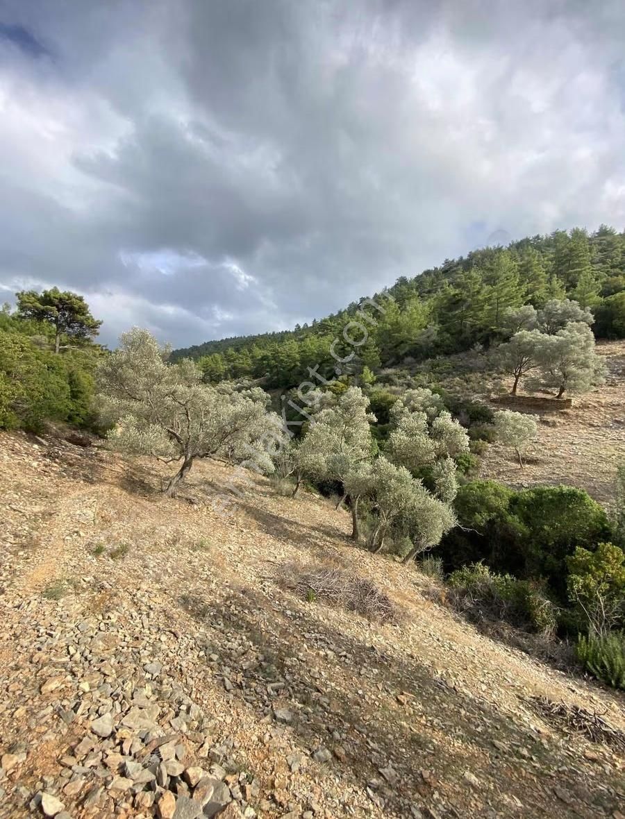Bodrum Kızılağaç'ta Satılık 15.000 M² Müstakil Yatırımlık Tarla - Görsel 3