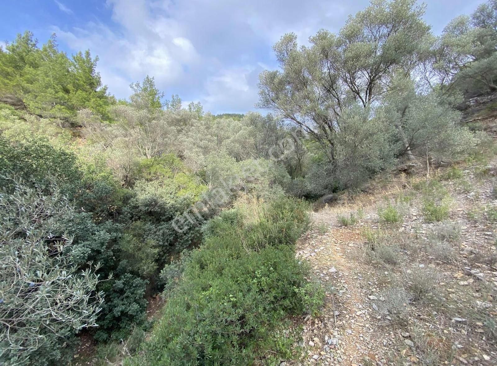 Bodrum Kızılağaç'ta Satılık 15.000 M² Müstakil Yatırımlık Tarla - Görsel 8