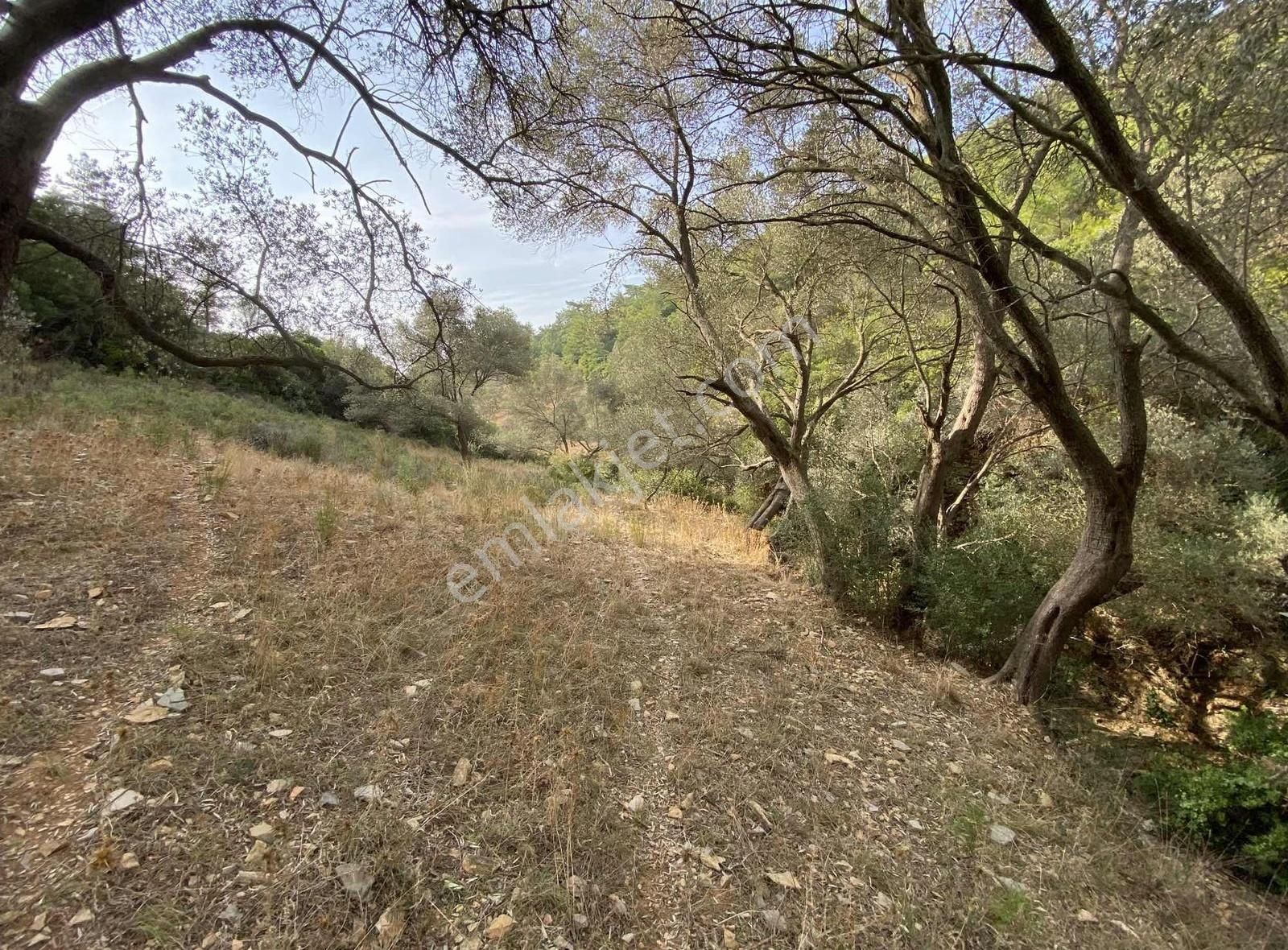 Bodrum Kızılağaç'ta Satılık 15.000 M² Müstakil Yatırımlık Tarla - Görsel 6