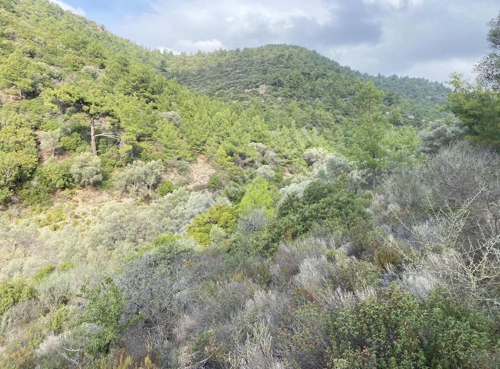 Bodrum Kızılağaç'ta Satılık 15.000 M² Müstakil Yatırımlık Tarla