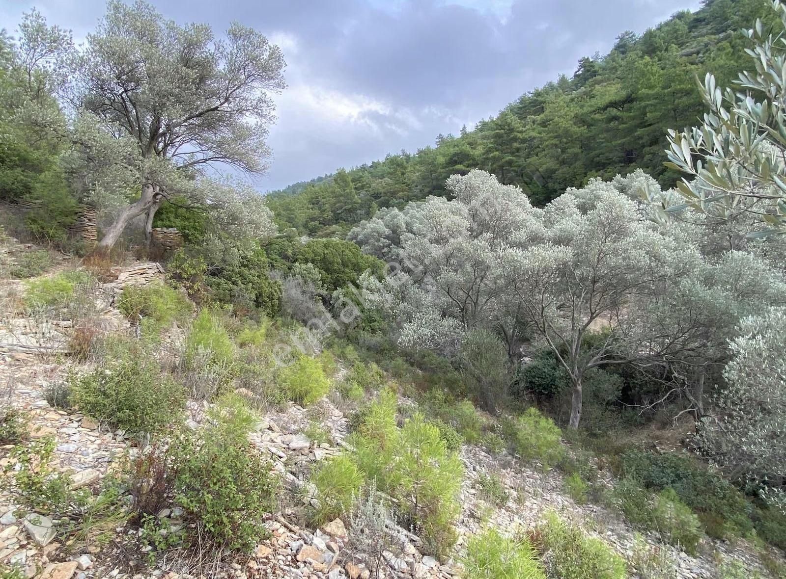 Bodrum Kızılağaç'ta Satılık 15.000 M² Müstakil Yatırımlık Tarla - Görsel 4