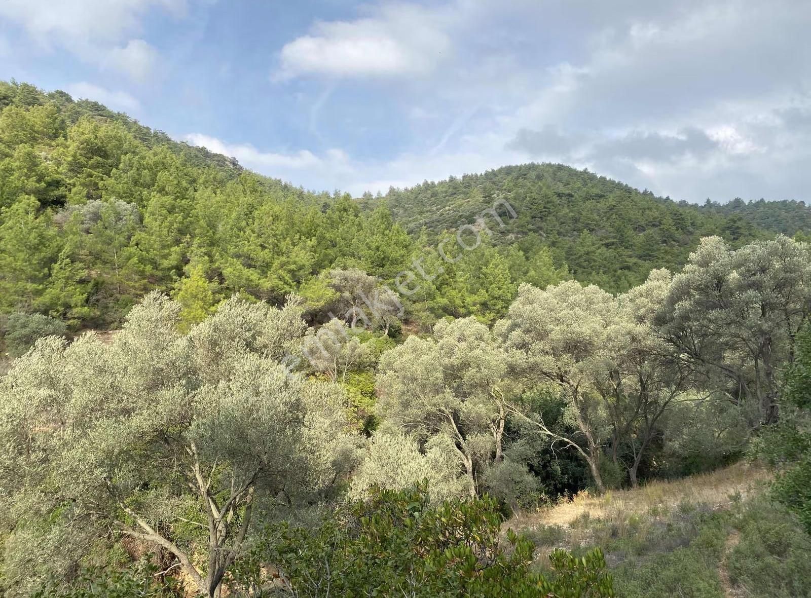 Bodrum Kızılağaç'ta Satılık 15.000 M² Müstakil Yatırımlık Tarla - Görsel 10