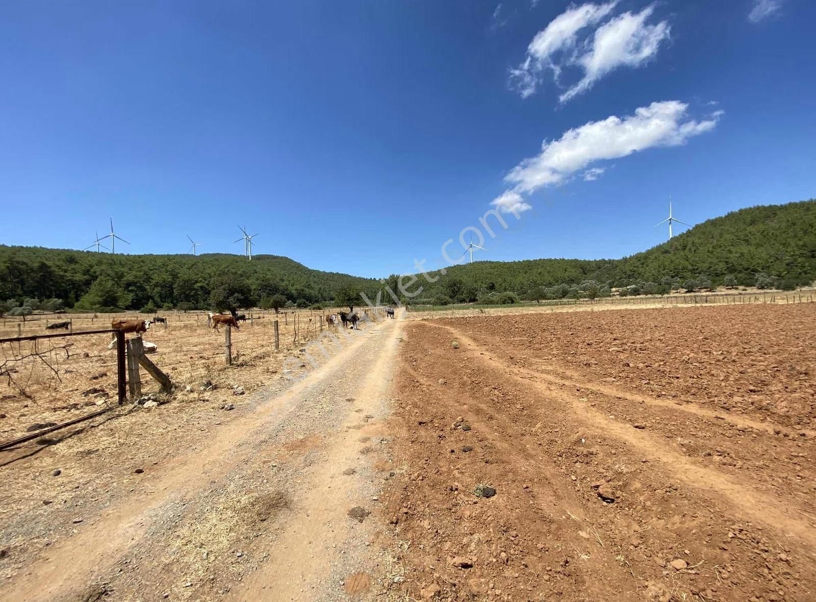 Bodrum Mazı'da Satılık Kadastral Yola 52 Metre Cepheli Tarla - Görsel 5