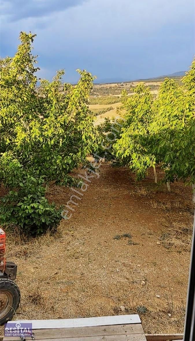 Yenişehir Barcın 12.000m2 Ceviz Bahçesi Ve Tarla