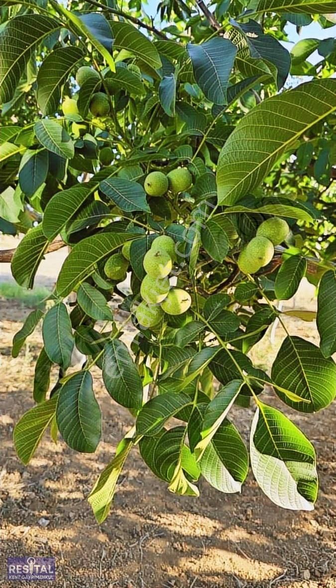 Yenişehir Barcın 12.000m2 Ceviz Bahçesi Ve Tarla - Görsel 2