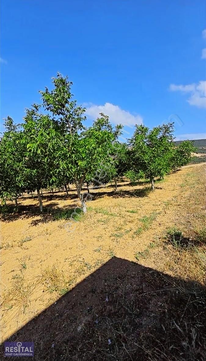 Yenişehir Barcın 12.000m2 Ceviz Bahçesi Ve Tarla - Görsel 6