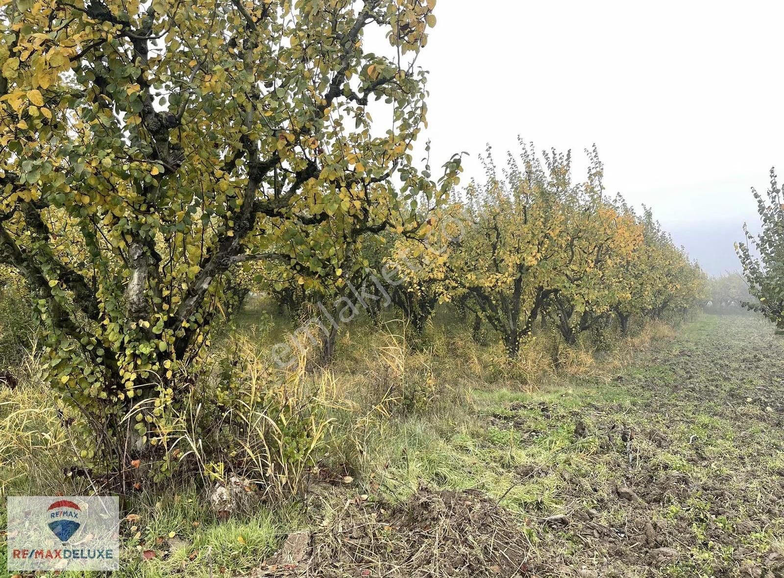 Geyve Kozan Mah. Satılık Ayvalık 134 Yetişkin Ağaç - Görsel 2