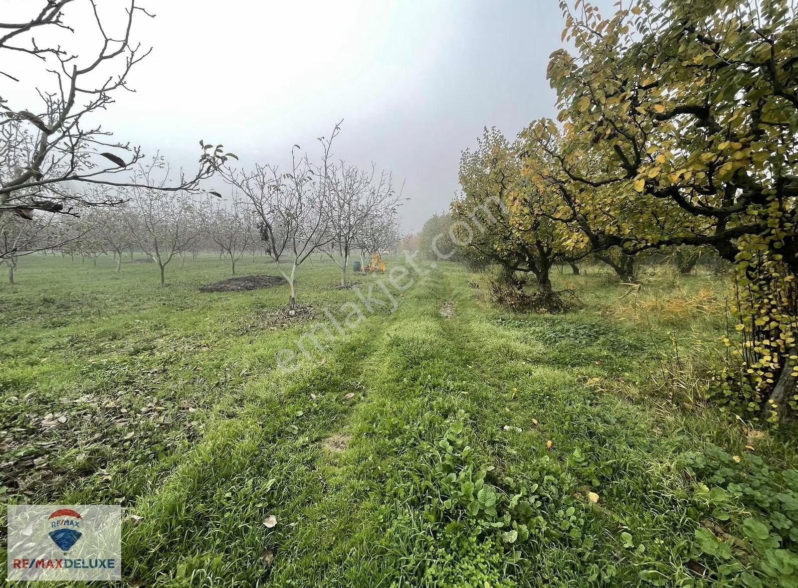 Geyve Kozan Mah. Satılık Ayvalık 134 Yetişkin Ağaç - Görsel 7