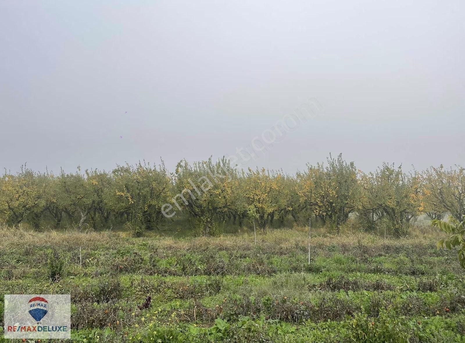 Geyve Kozan Mah. Satılık Ayvalık 134 Yetişkin Ağaç - Görsel 4