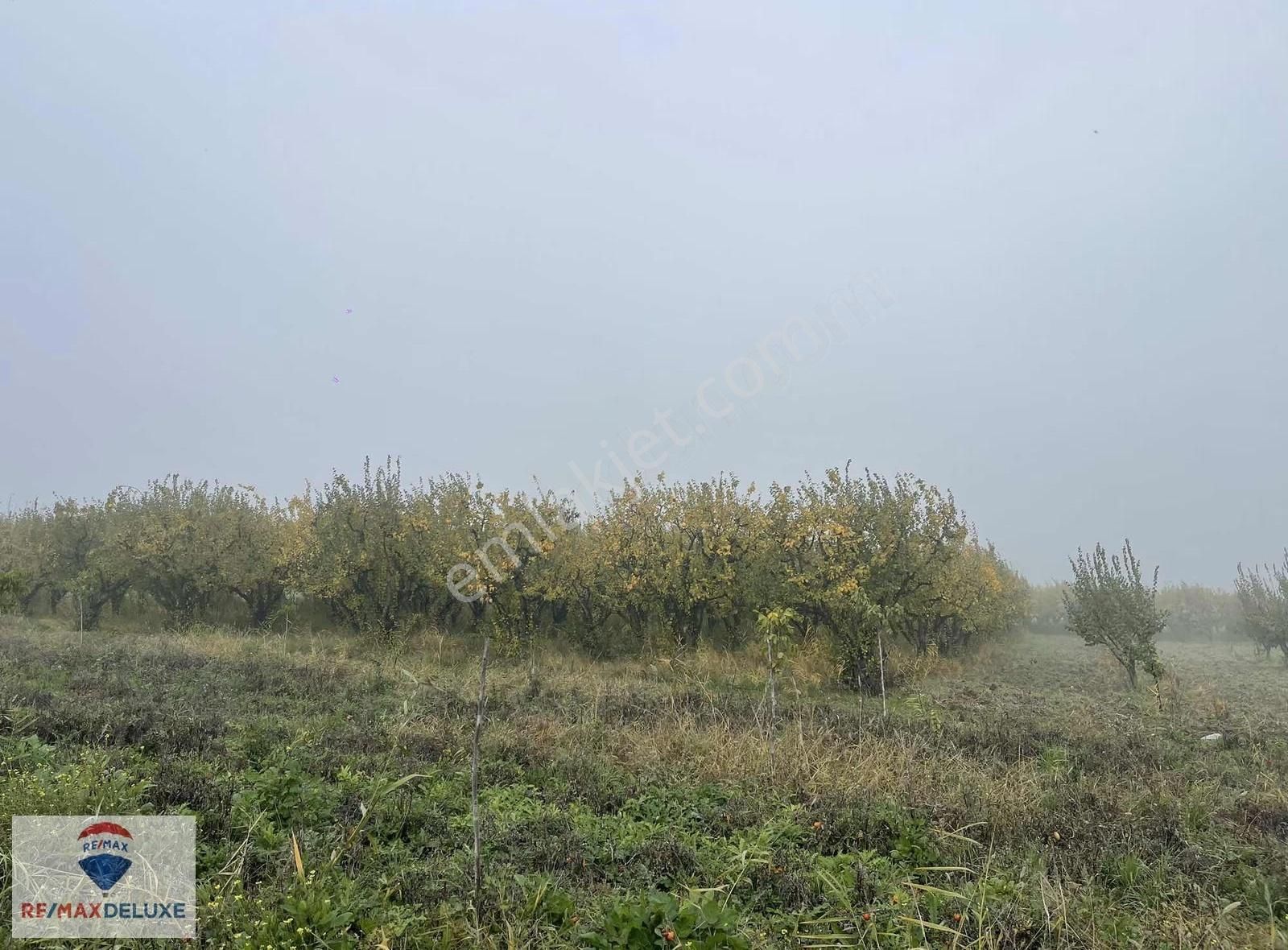 Geyve Kozan Mah. Satılık Ayvalık 134 Yetişkin Ağaç - Görsel 5