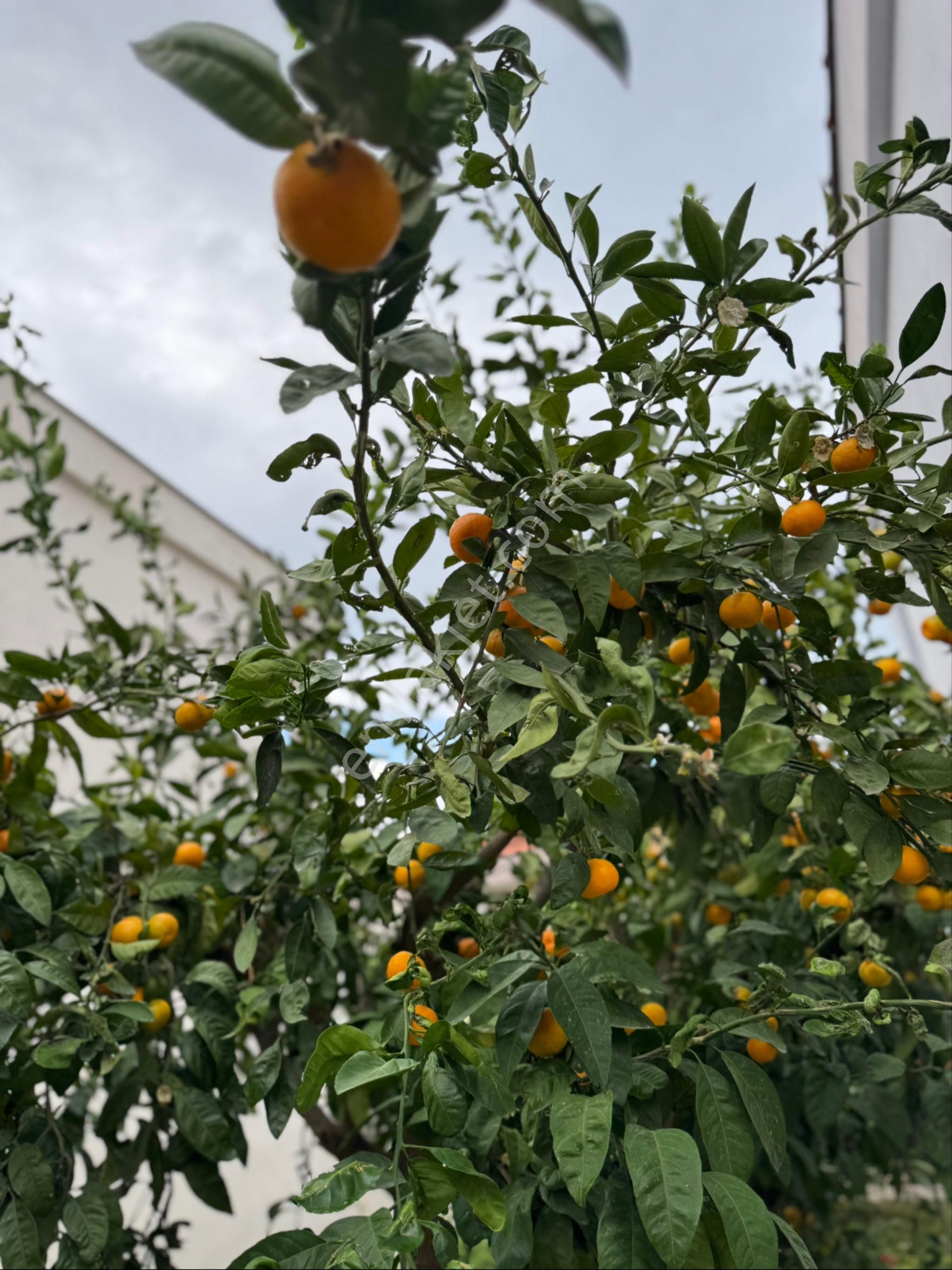 Views Emlak’tan Kuşadası K.denizinde Plaja 600 Mt Komple Yenilenmiş 3+1 Villa - Görsel 29