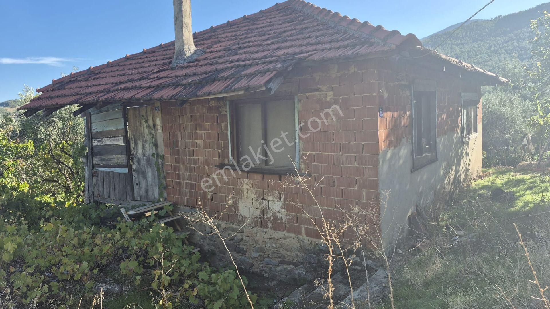 Nehirden Aydın Bozdoğan Körtekede Satılık Zeytinlik Ve Ev - Görsel 5