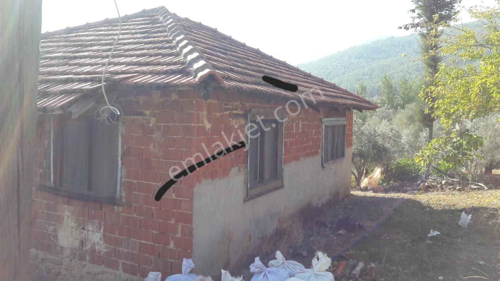 Nehirden Aydın Bozdoğan Körtekede Satılık Zeytinlik Ve Ev
