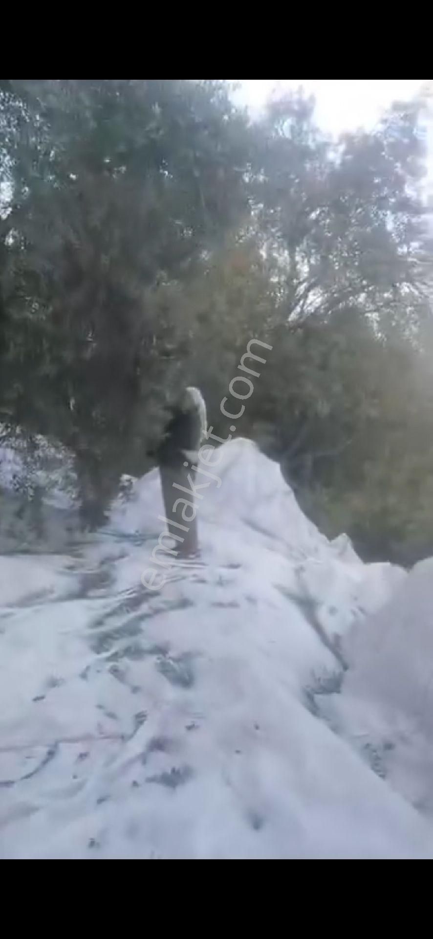 Nehirden Aydın Bozdoğan Körtekede Satılık Zeytinlik Ve Ev - Görsel 4