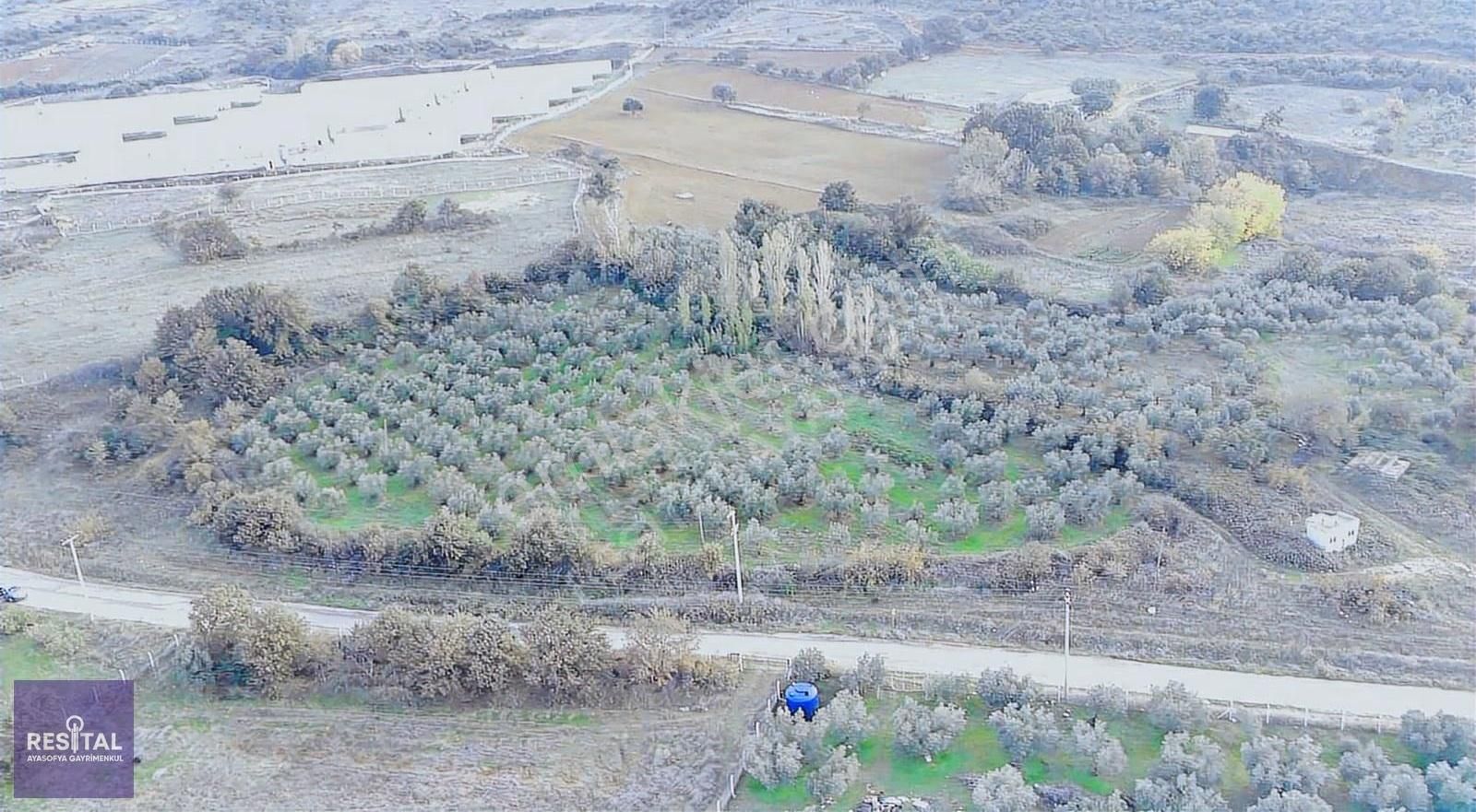 Karacabey Kıranlar Yol Üstü 8750m2 Satılık Zeytinlik - Görsel 6