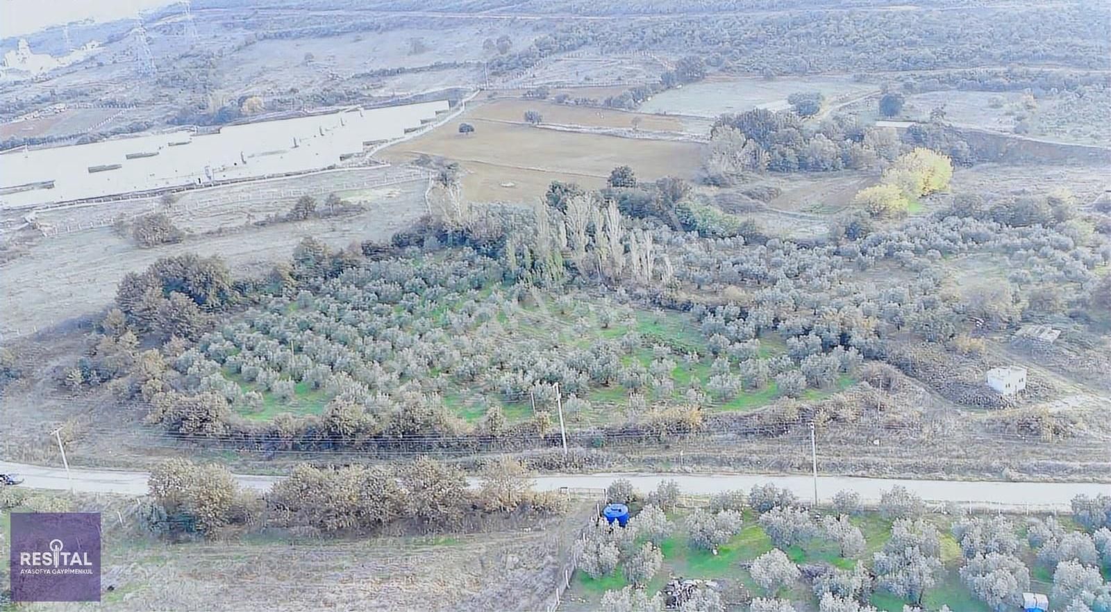 Karacabey Kıranlar Yol Üstü 8750m2 Satılık Zeytinlik - Görsel 2