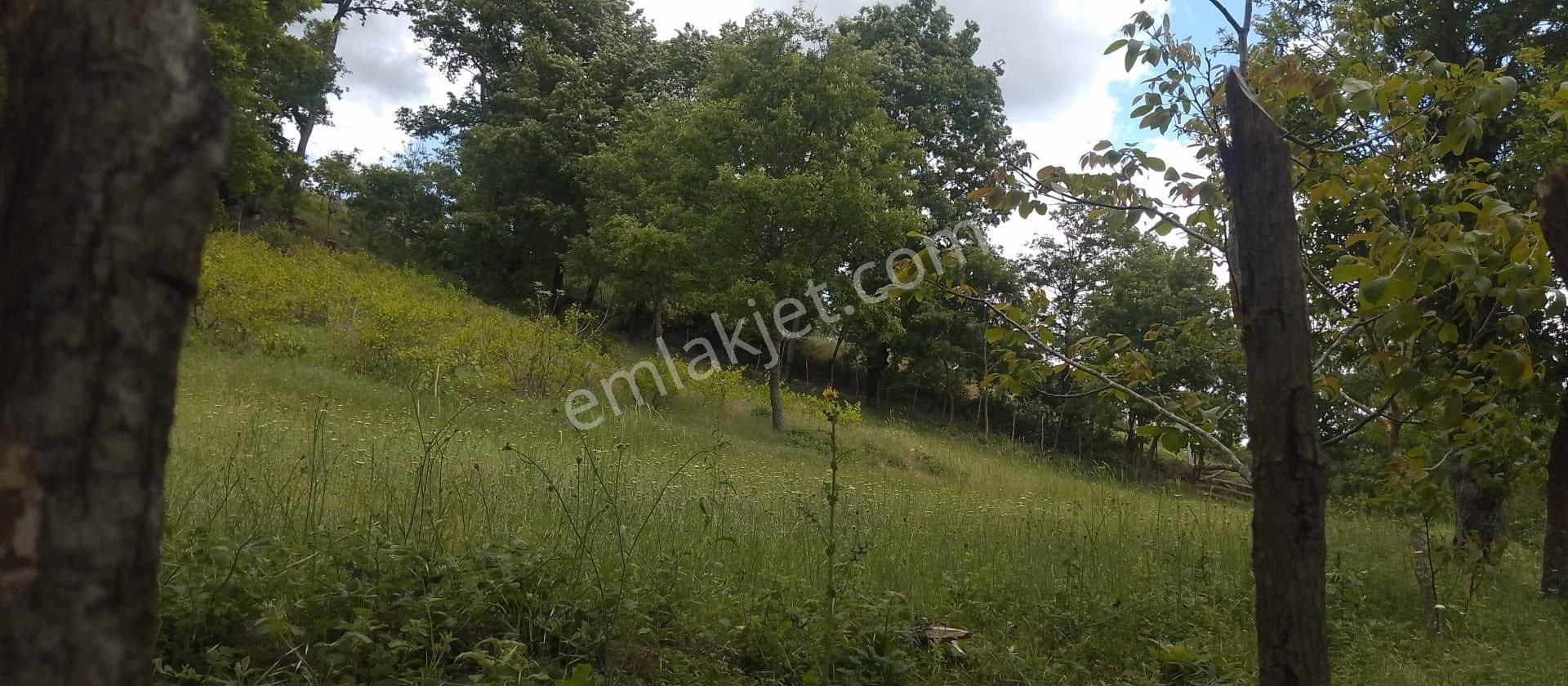 Balcity'den Çanakkale Yenice 5 Dönüm İmar Dibinde Arsa Vasfında Bahçe!! - Görsel 17