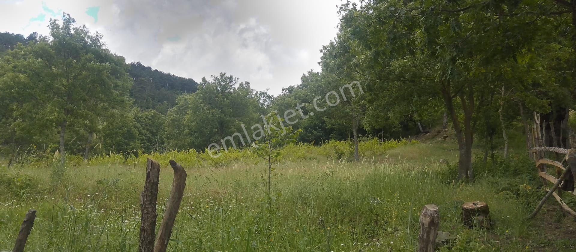 Balcity'den Çanakkale Yenice 5 Dönüm İmar Dibinde Arsa Vasfında Bahçe!! - Görsel 11