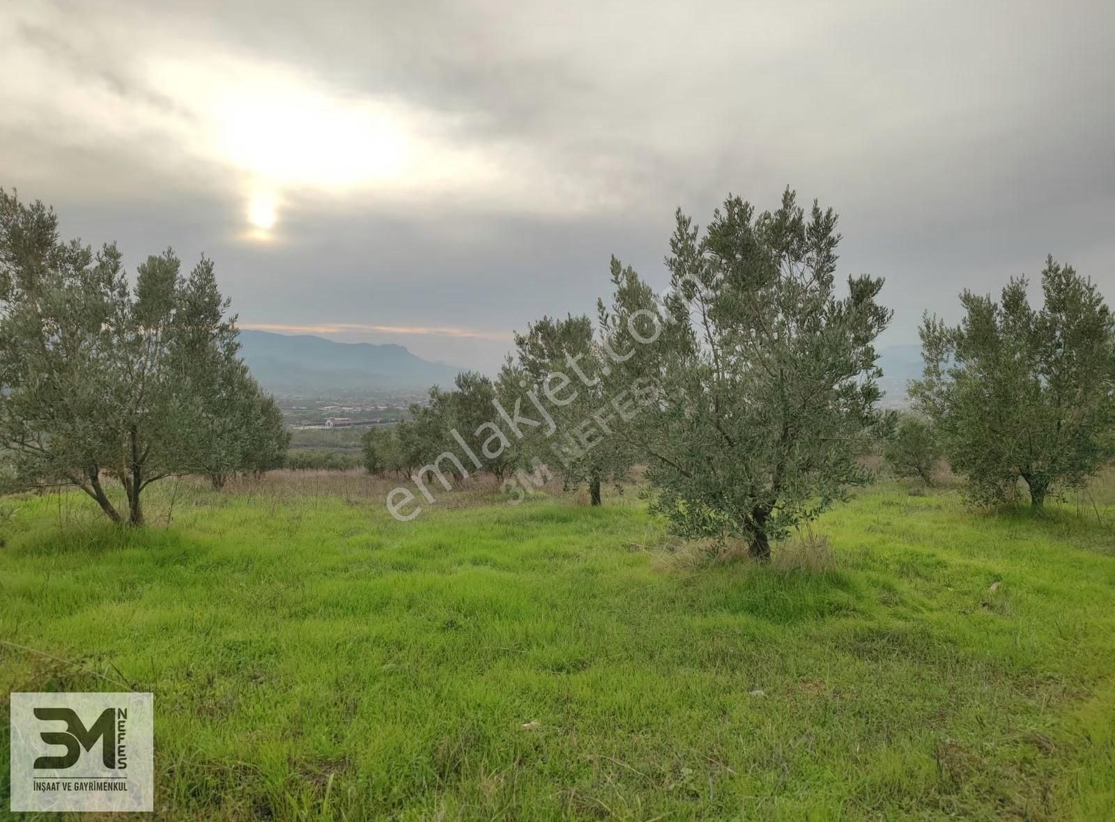 Sakarya Geyve Doğantepe 2820 M2 Zeytinlik Manzaralı Uygun Fırsat - Görsel 29