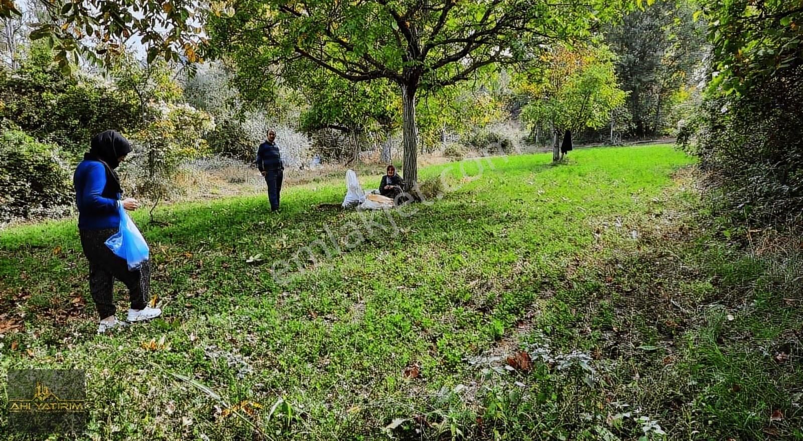 Ahi Yatırımdan Yatırımlık Dere Kenarı Ceviz Bahçesi - Görsel 5