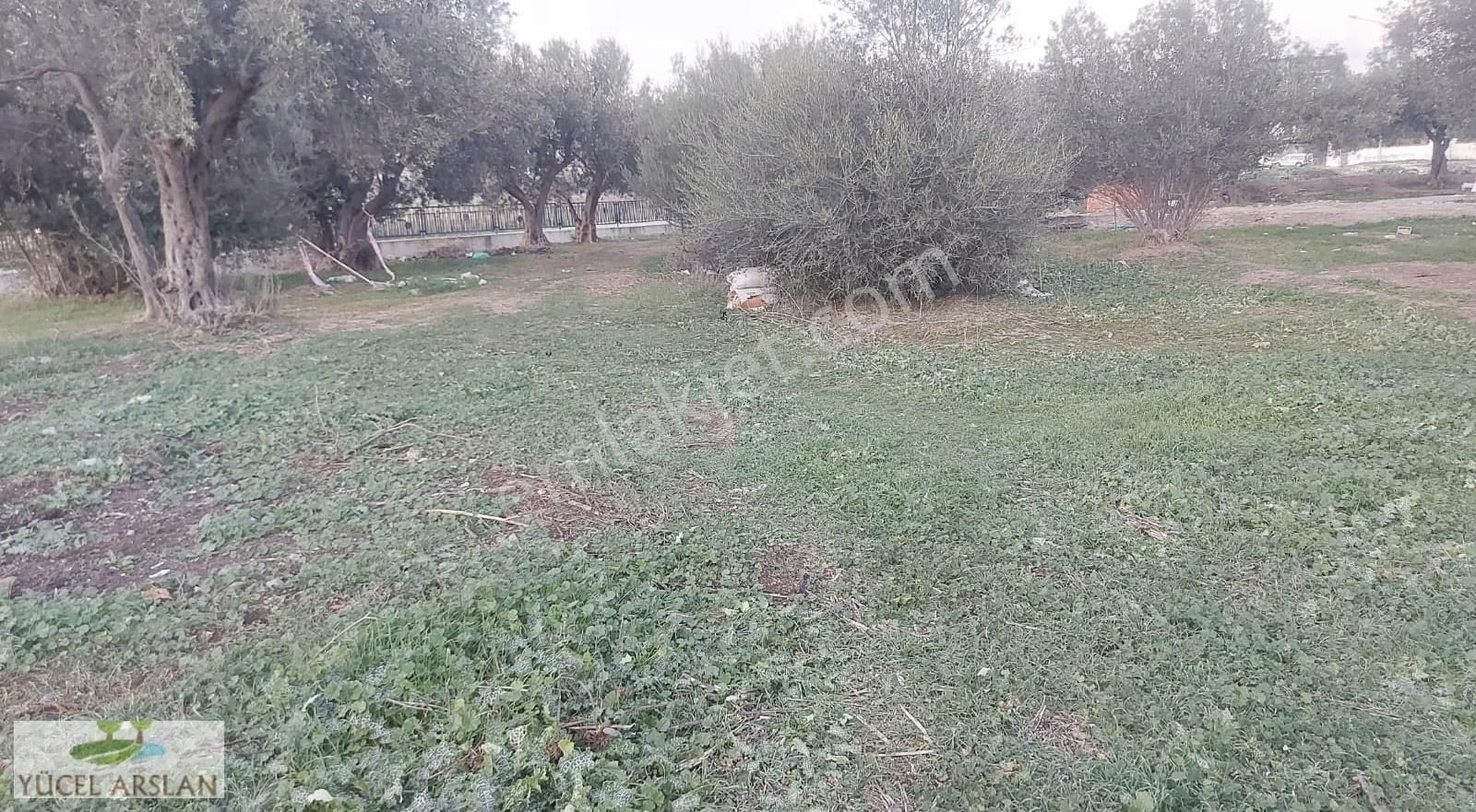 İzmir Bayındırda Alanköy De Satılık Müstakil Tapulu Zeytinlik - Görsel 11