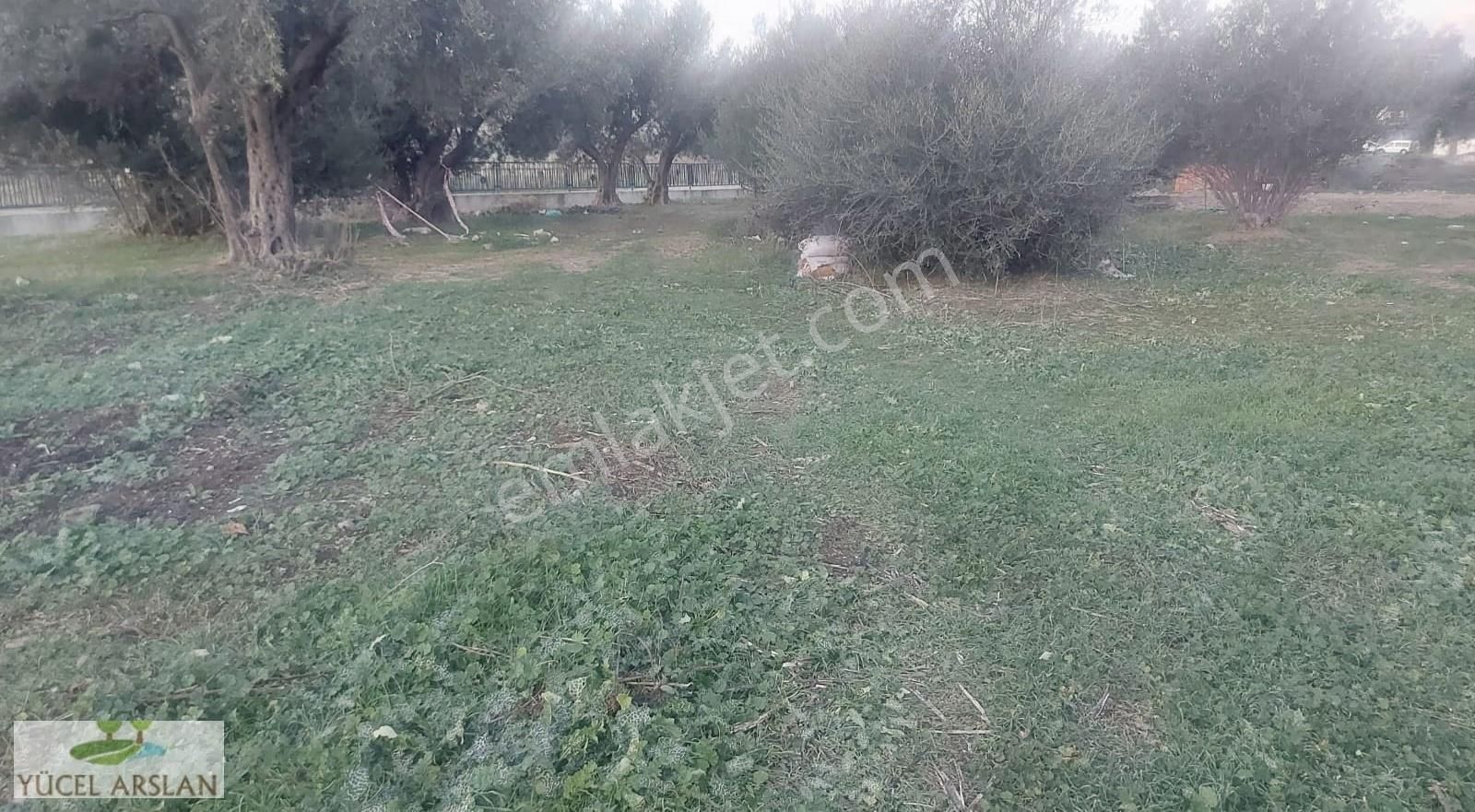 İzmir Bayındırda Alanköy De Satılık Müstakil Tapulu Zeytinlik