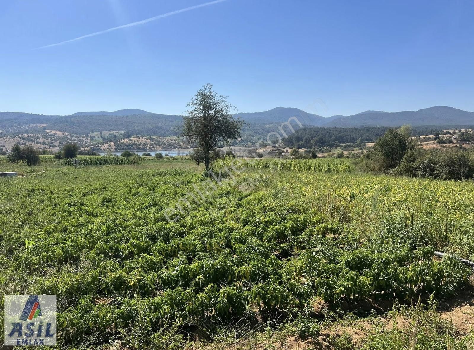 Baraj Manzaralı Tarla - Görsel 8