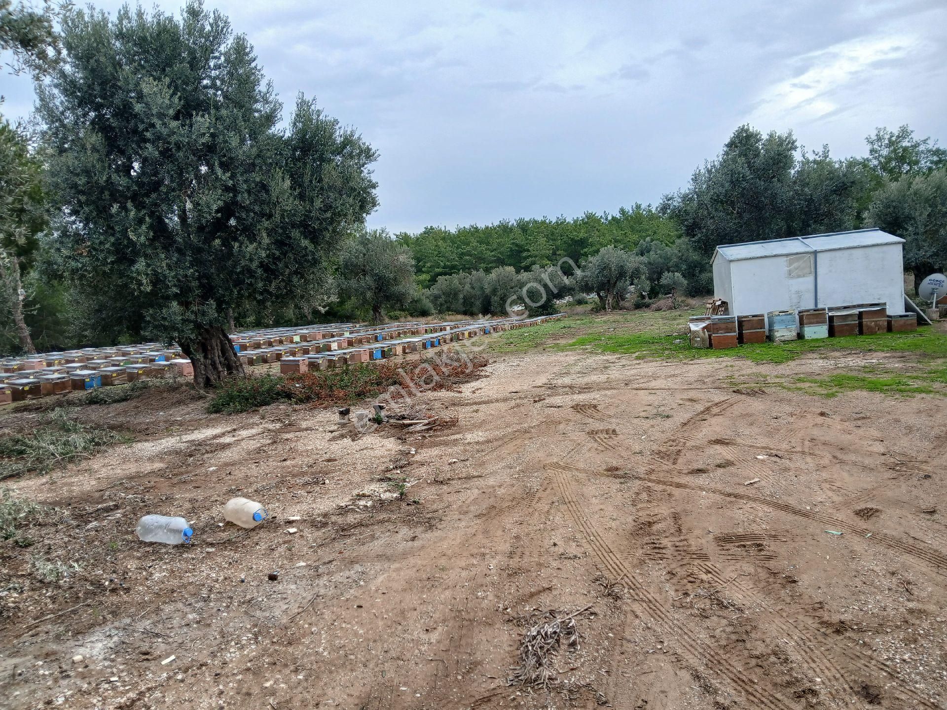 D400 E 1.5 Kmsera Çiftlik Avakado Yapmaya Uygun Yolu Suyu Elektriği Olan Mustakil Tapu Arazi