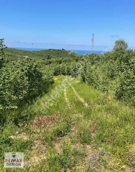 Kocaali Alandere Deniz Manzaralı 10.000 M2 Fındık Bahçesi - Görsel 5