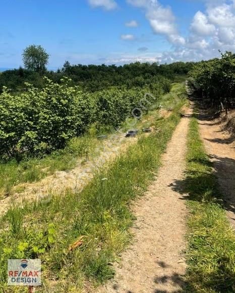 Kocaali Alandere Deniz Manzaralı 10.000 M2 Fındık Bahçesi - Görsel 4