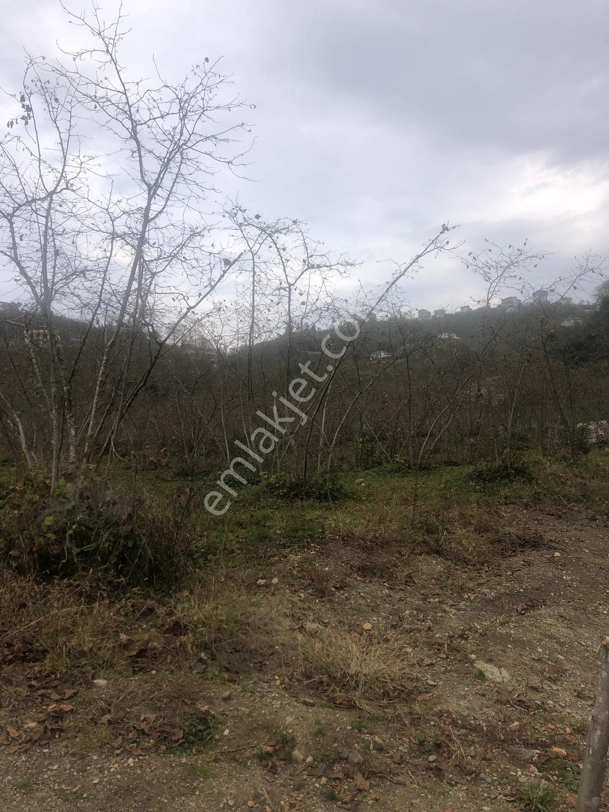 Trabzon Uğurlu Satılık Villalık 3.700 M2 Arazi - Görsel 13