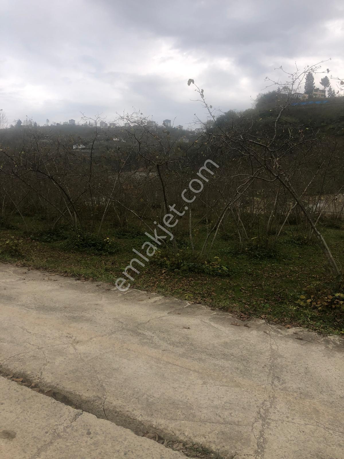 Trabzon Uğurlu Satılık Villalık 3.700 M2 Arazi - Görsel 9