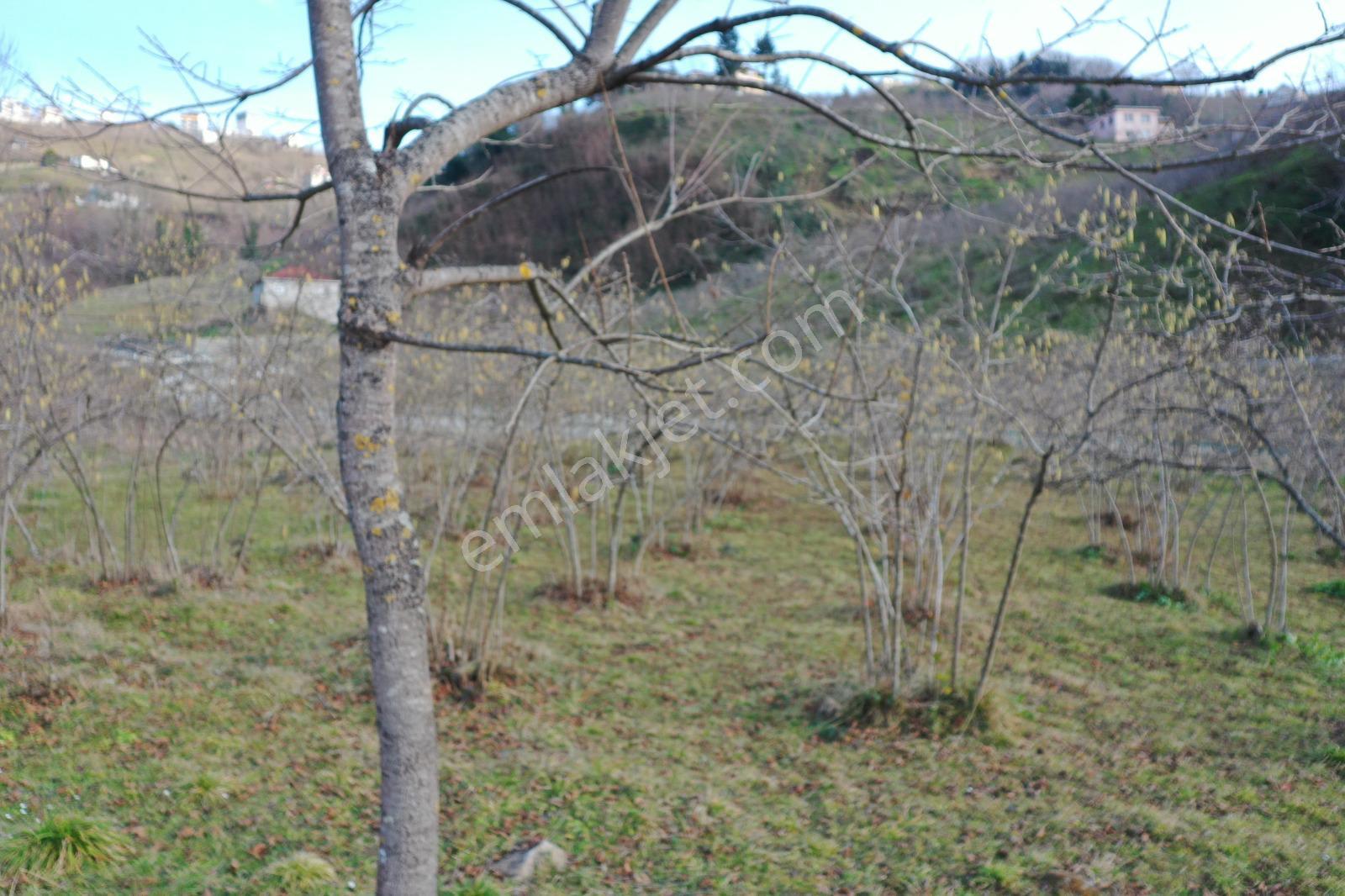Trabzon Uğurlu Satılık Villalık 3.700 M2 Arazi - Görsel 20