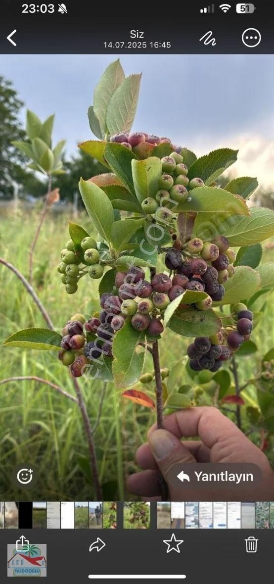 Garipçe'de Satılık 7800 M2 Zeytin Ve Aronya Bahçesi - Görsel 4