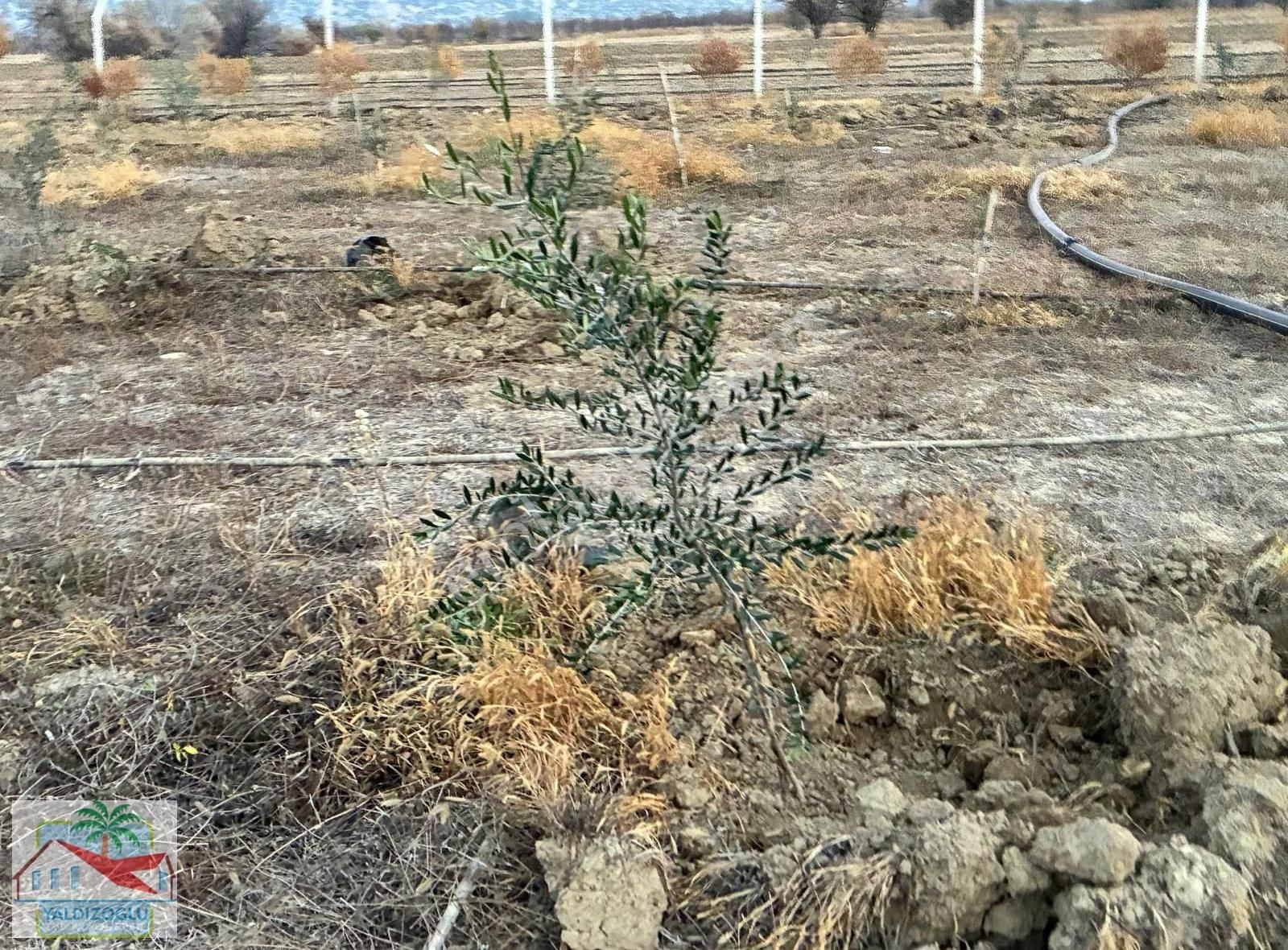 Garipçe'de Satılık 7800 M2 Zeytin Ve Aronya Bahçesi - Görsel 3