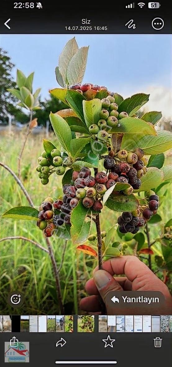 Garipçe'de Satılık 7800 M2 Zeytin Ve Aronya Bahçesi - Görsel 2