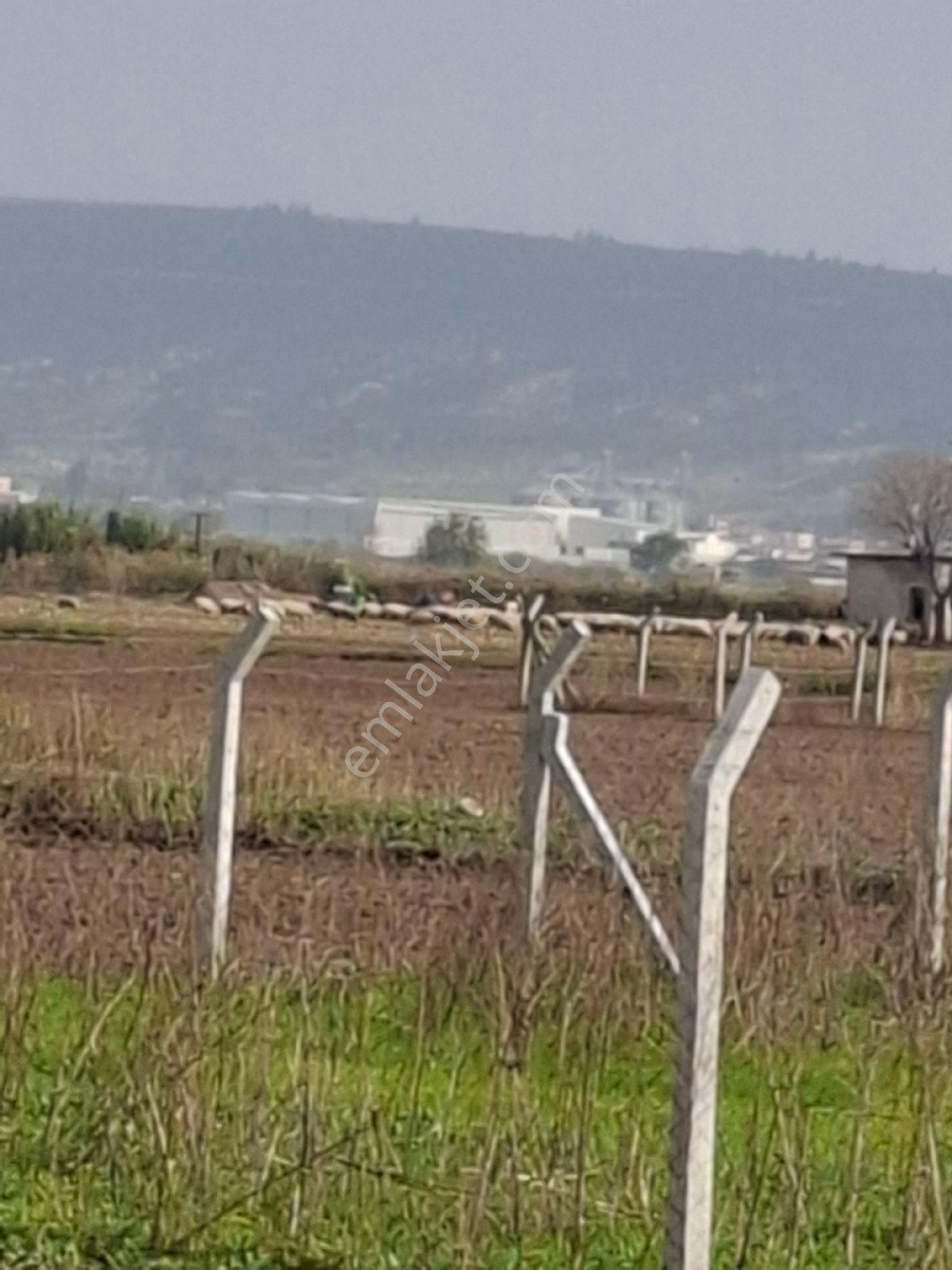 Foça Gerenköyde 345 M2 Bahçe Acil Satılıktır - Görsel 35