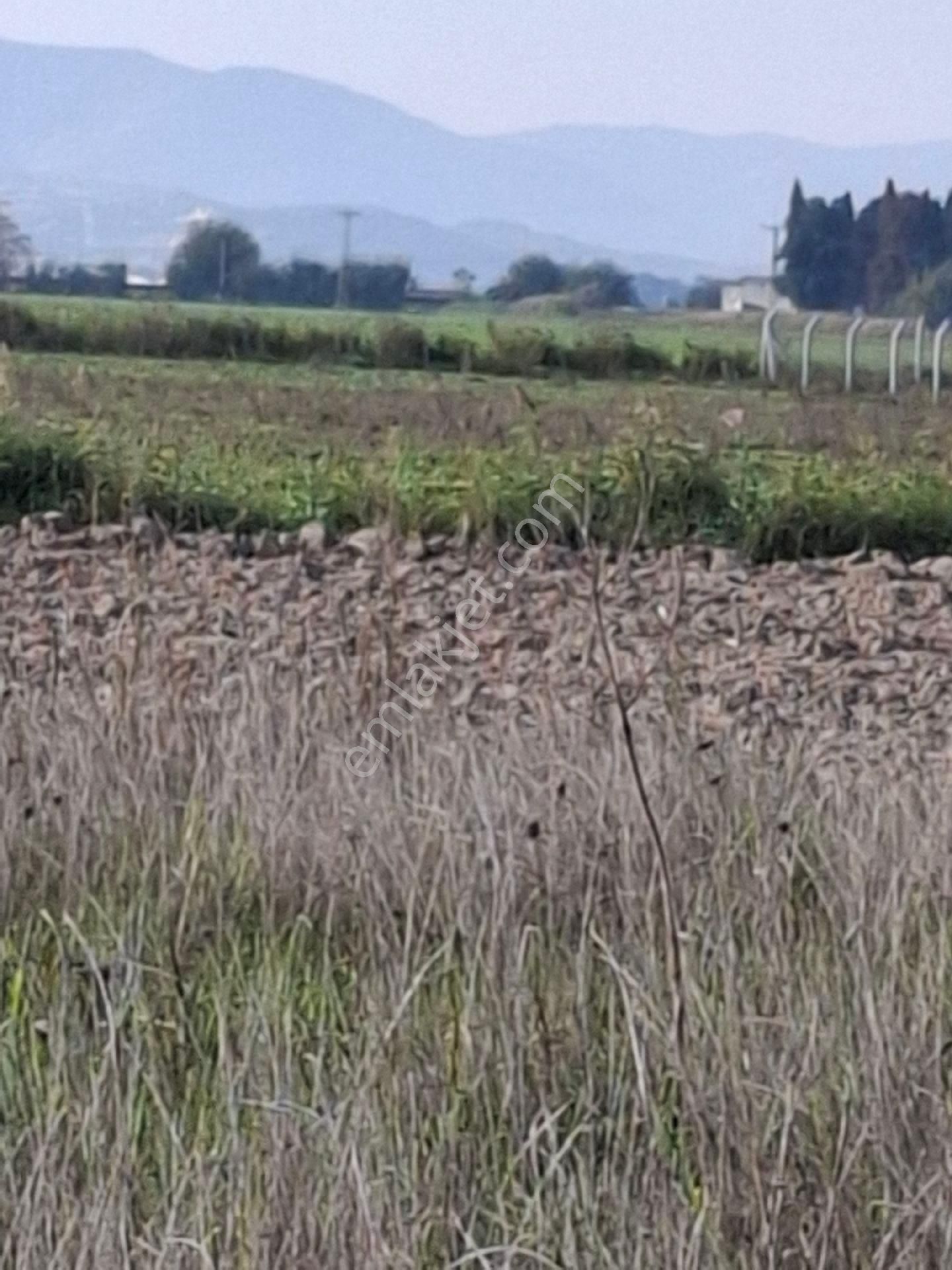 Foça Gerenköyde 345 M2 Bahçe Acil Satılıktır - Görsel 11