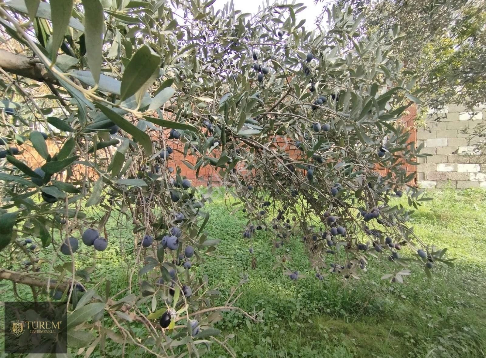 Müstakil Tapulu Ev, Arsa Ve Ahırı Olan Ev 1234 M2 - Görsel 23