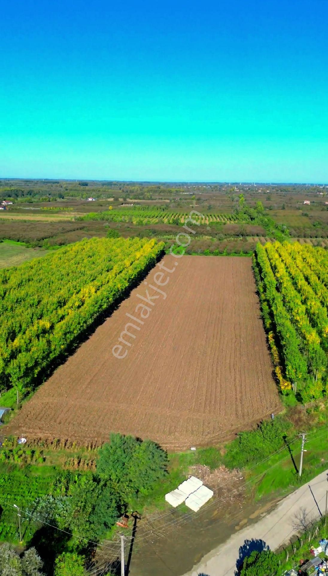 Truva/nazım Demirci'den Çarşamba Bafracalı Satılık 16dönüm Arazi - Görsel 13