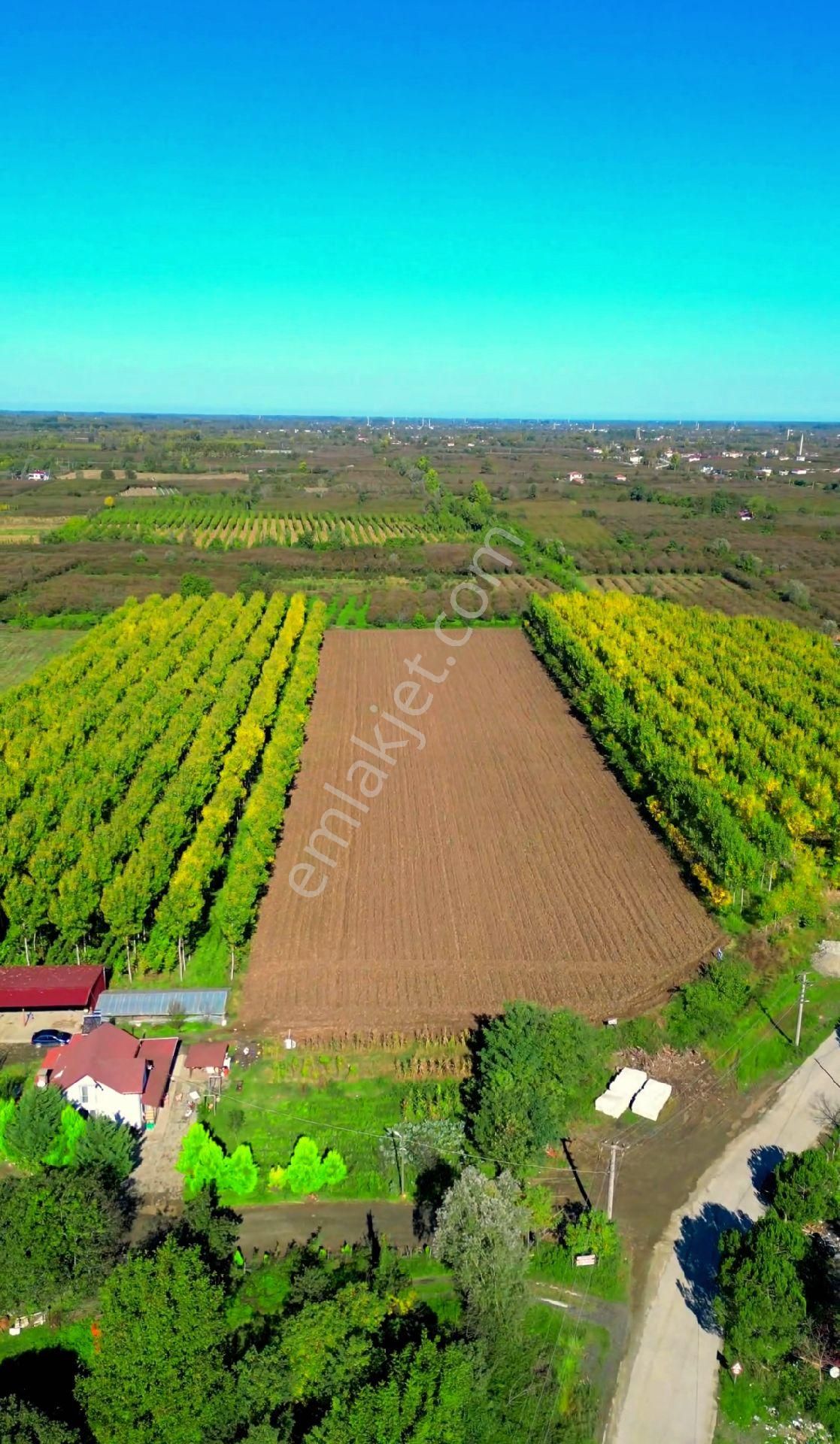 Truva/nazım Demirci'den Çarşamba Bafracalı Satılık 16dönüm Arazi - Görsel 22